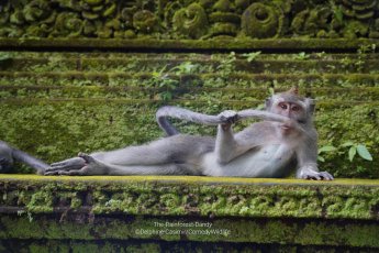 A monkey lays on a ledge like a centerfold, holding it's long tail in front of it's body.