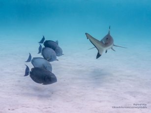 A group of fish wait in a line as a shark swims past.