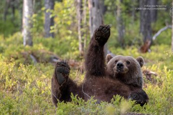 A bear lays on it's back in grass, raising one paw in the air.