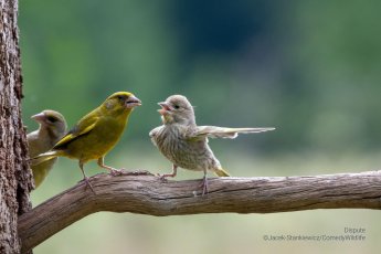 One bird on a branch faces a second bird pointing it's wing away.