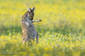 A kangaroo stands in a field of flowers, appearing to play air guitar.