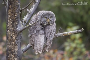 An owl on a branch is slumped forward, looking miserable with wings hanging down.