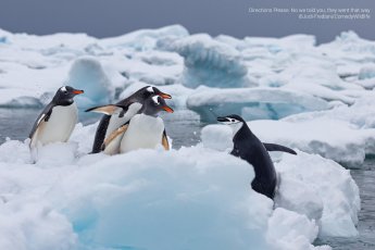 A group of penguins on ice appear to be confronting another penguin. The group and solo penguins are pointing opposite directions with their wings.