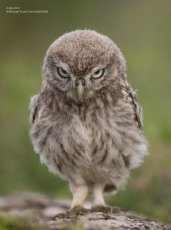 A small bird is puffed up and staring angrily at the camera.