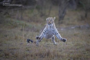 A cheetah jumps off the ground with all four paws in the air.