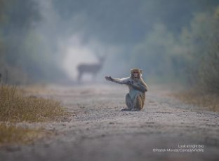 A monkey in the middle of the road is posed as if directing traffic.