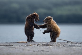 Two bears appear to shake hands next to a river.