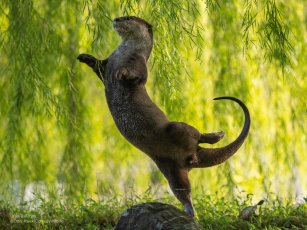 An otter balances on one foot with the other back foot and tail raised as if in an arabesque.