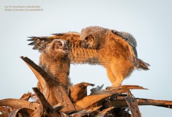 Two owls are on a nest, with the larger owl appearing to gesture angrily with a wing.