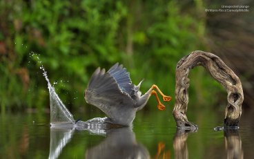 A bird falls from a branch into the water headfirst, wings flailing.