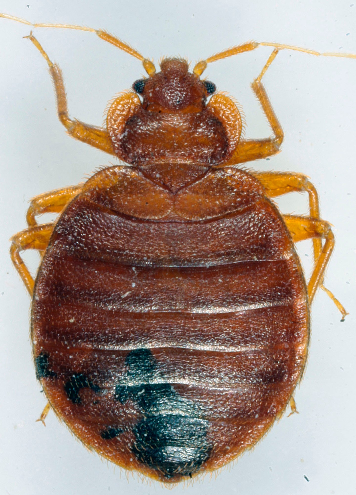 This 2022 photo provided Wednesday Oct.4; 2023 by entomologist Jean-Michel Berenger, who raises bedbugs in his lab, shows a bedbug in Marseille, southern France. The French government has been forced to step in to calm a nation increasingly anxious about bedbugs. (Jean-Michel Berenger via AP)