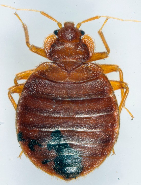 This 2022 photo provided Wednesday Oct.4; 2023 by entomologist Jean-Michel Berenger, who raises bedbugs in his lab, shows a bedbug in Marseille, southern France. The French government has been forced to step in to calm a nation increasingly anxious about bedbugs. (Jean-Michel Berenger via AP)