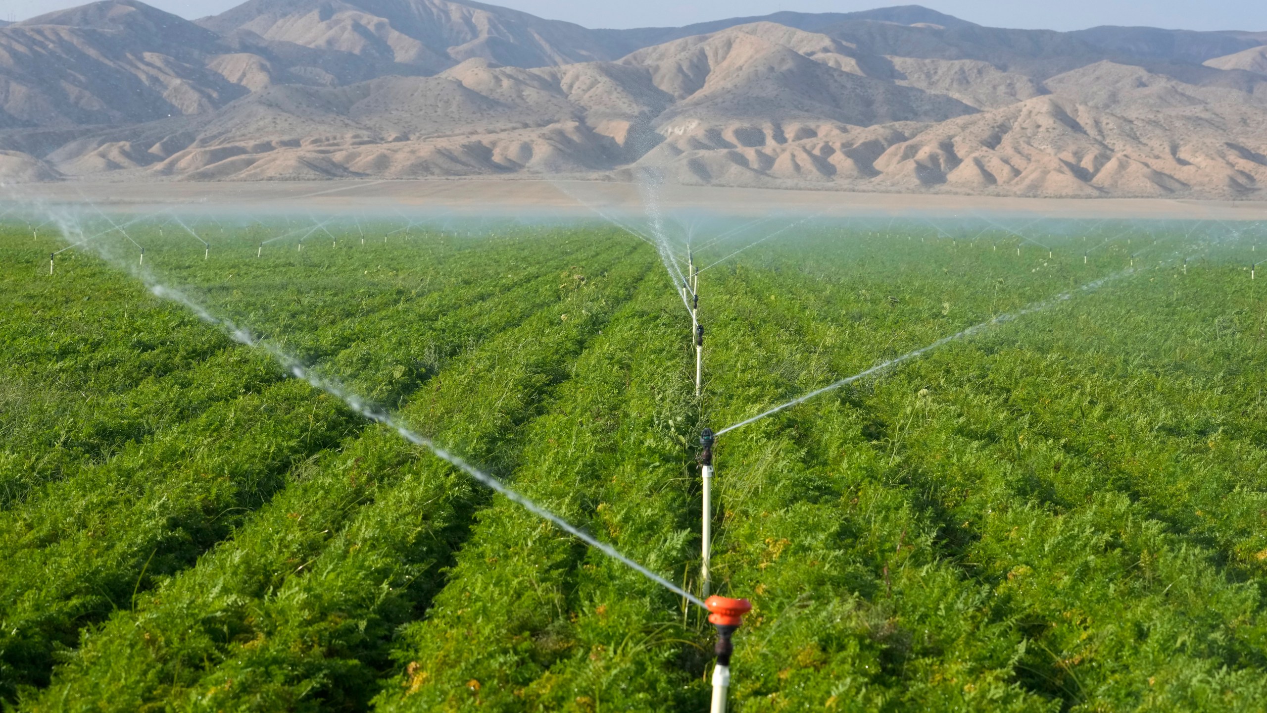 File - Carrot fields are irrigated, Wednesday, Sept. 20, 2023, in New Cuyama, Calif. On Wednesday, the Labor Department releases producer prices data for September. (AP Photo/Marcio Jose Sanchez, File)