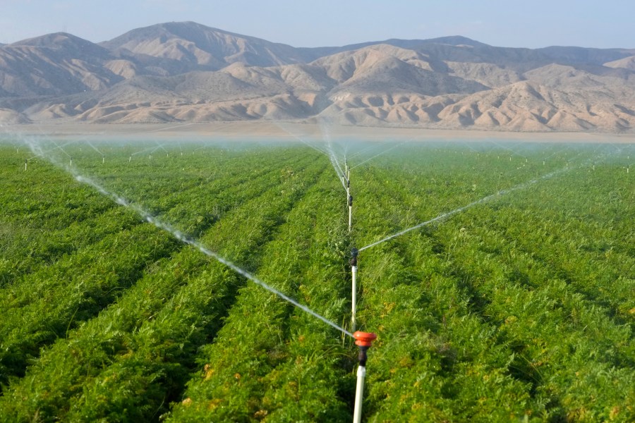 File - Carrot fields are irrigated, Wednesday, Sept. 20, 2023, in New Cuyama, Calif. On Wednesday, the Labor Department releases producer prices data for September. (AP Photo/Marcio Jose Sanchez, File)