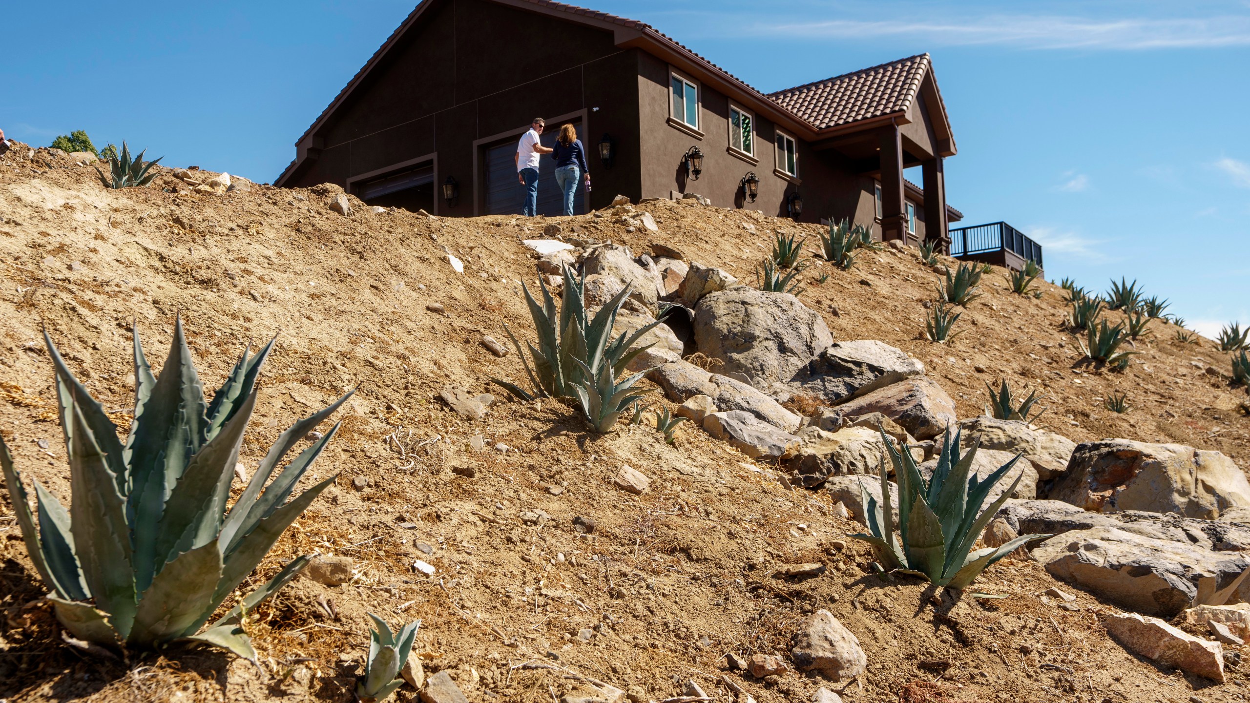 Agave plants grow by the home of Leo Ortega and his wife, in Murrieta, Calif., Tuesday, Oct. 17, 2023. Ortega started growing blue agave plants on the hillsides of his Southern California home because his wife liked the way they looked. Today, his property is littered with what some say could be a promising new crop for water-challenged California. (AP Photo/Damian Dovarganes)