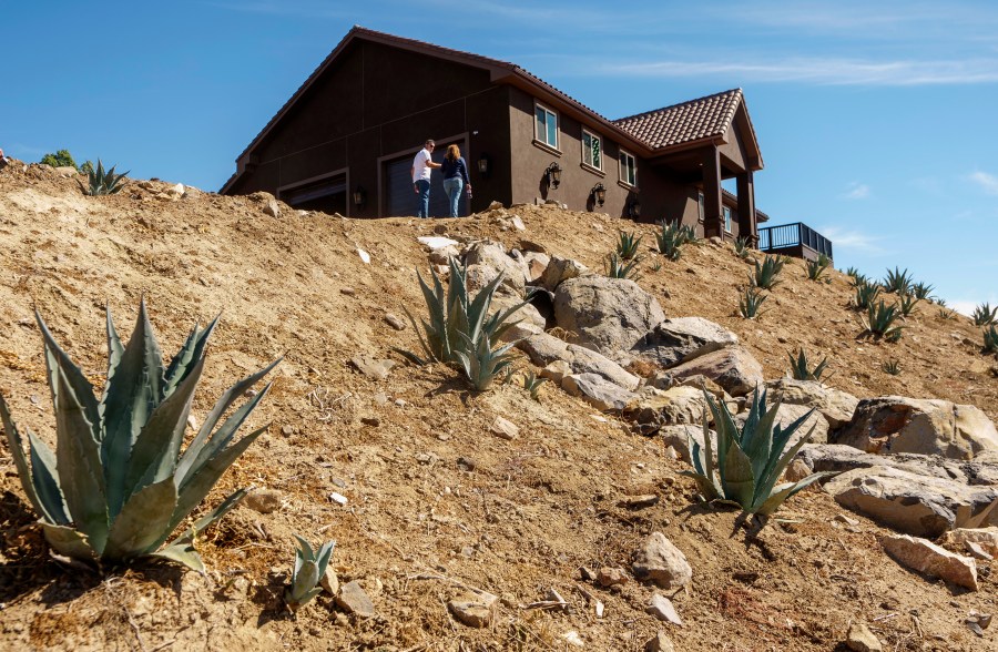 Agave plants grow by the home of Leo Ortega and his wife, in Murrieta, Calif., Tuesday, Oct. 17, 2023. Ortega started growing blue agave plants on the hillsides of his Southern California home because his wife liked the way they looked. Today, his property is littered with what some say could be a promising new crop for water-challenged California. (AP Photo/Damian Dovarganes)