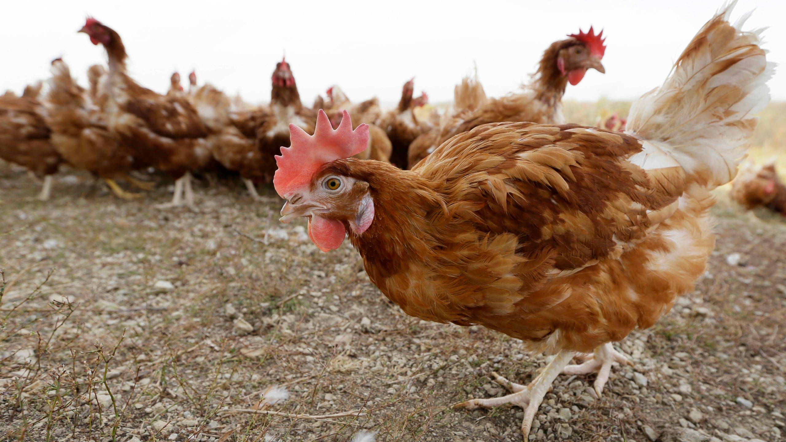 FILE - Chickens walk in a fenced pasture at an organic farm in Iowa on Oct. 21, 2015. Another 1.2 million chickens will have to be slaughtered after bird flu was confirmed on an Iowa egg farm in the second massive case this week just days after nearly 1 million chickens had to be killed on a Minnesota egg farm. (AP Photo/Charlie Neibergall, File)