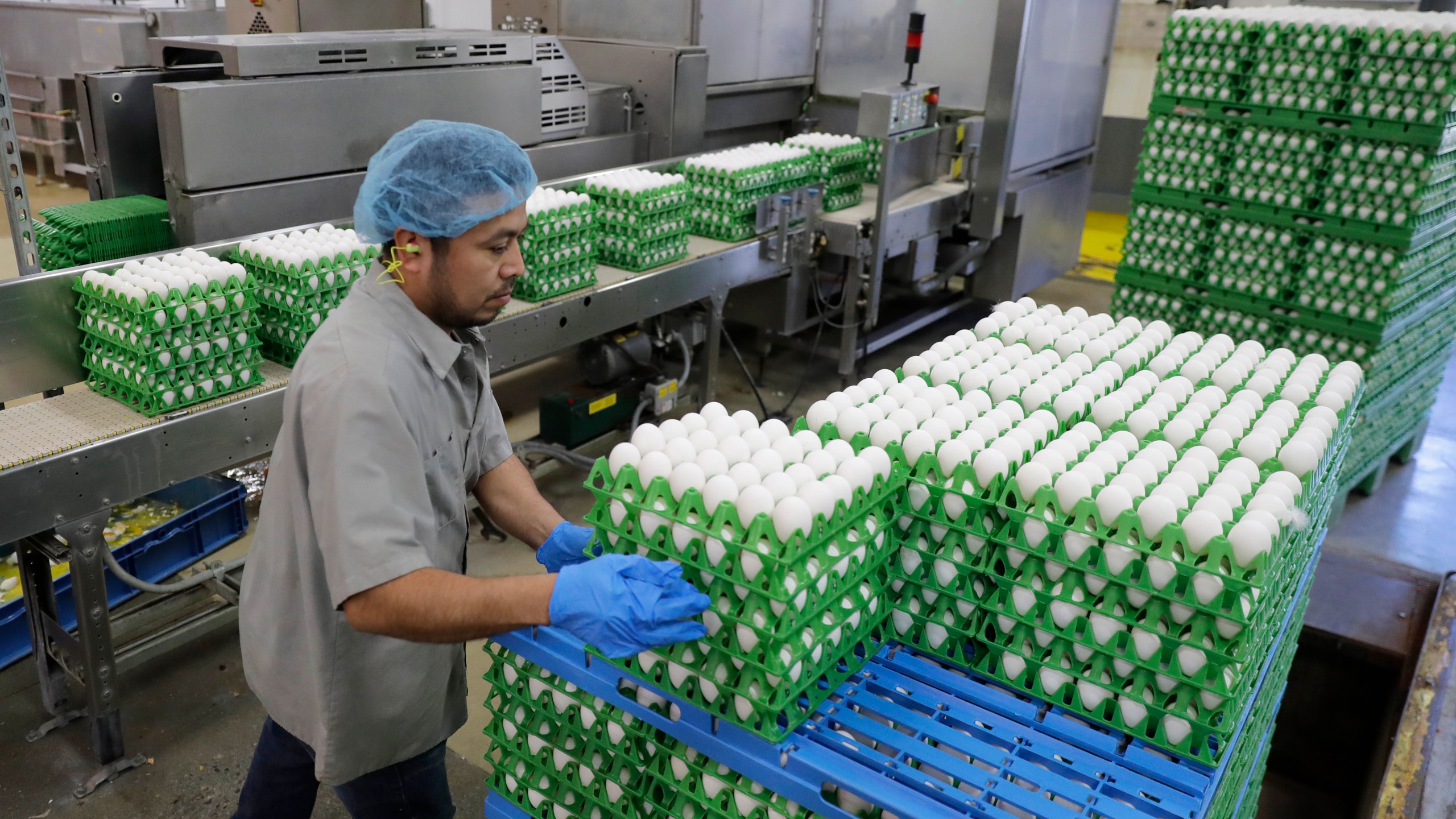 FILE - A worker loads eggs for washing and processing on a farm, April 9, 2020, in Roy, Wash. Nearly 5 million chicken, turkeys and ducks have been slaughtered this year because of a persistent bird flu outbreak that began in 2022, but as big as that number may sound, it’s far less than the number of birds killed last year and that means consumers generally aren’t seeing as much impact on poultry and egg prices. (AP Photo/Ted S. Warren, File)