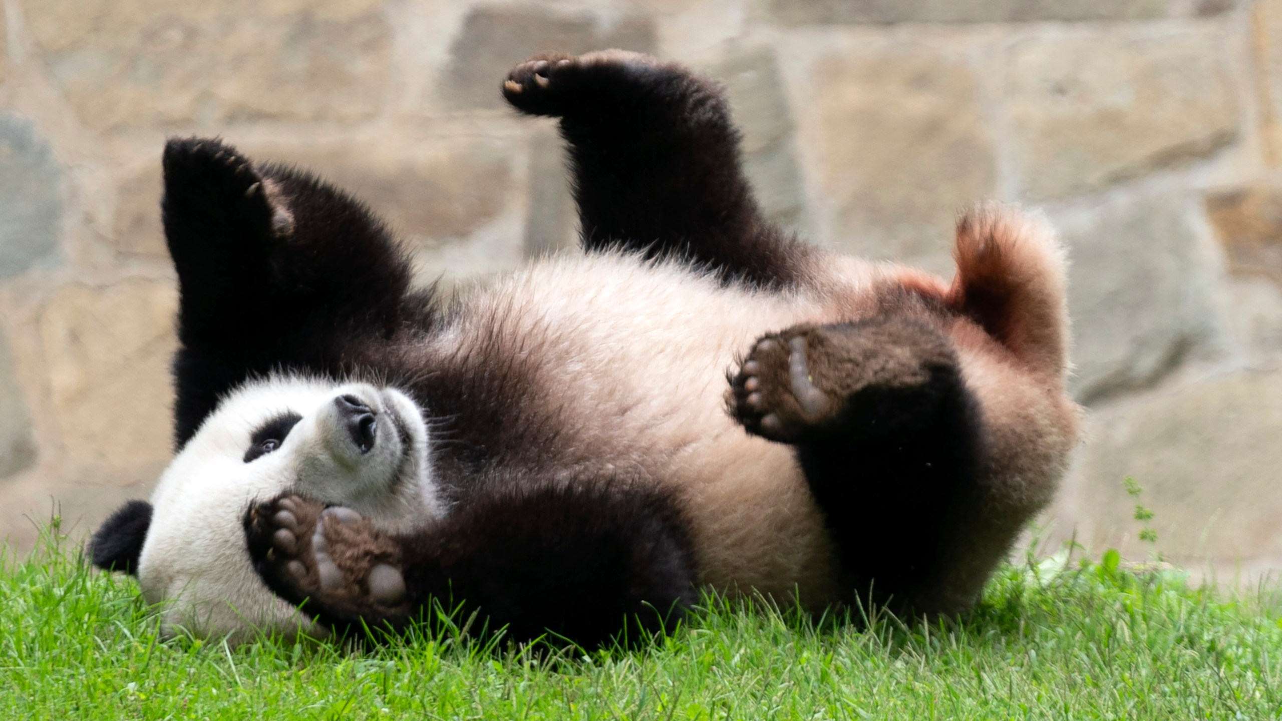 FILE - Giant panda Xiao Qi Ji plays at his enclosure at the Smithsonian National Zoo in Washington, Sept. 28, 2023. Early Wednesday morning, Nov. 8, three large white crates containing giant pandas Mei Xiang, Tian Tian and their cub Xiao Qi Ji were loaded by forklifts onto waiting trucks for the trip ro Chengdu, China. (AP Photo/Jose Luis Magana, File)