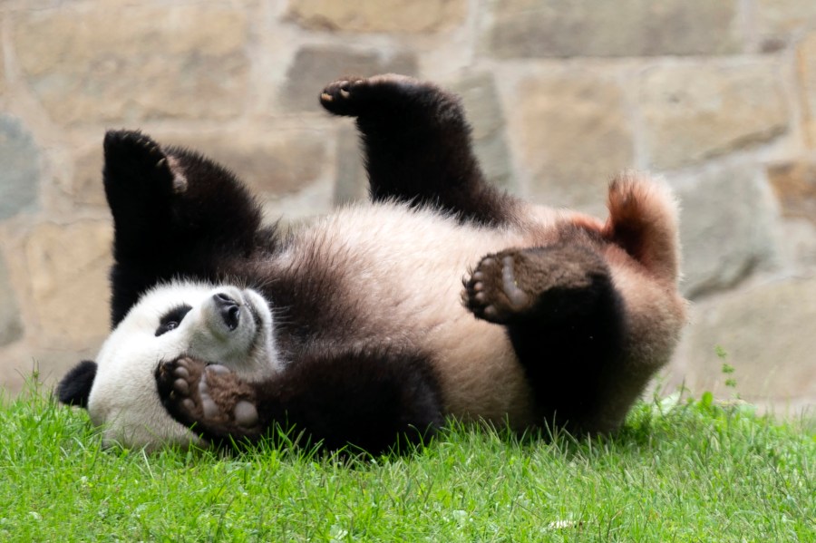 FILE - Giant panda Xiao Qi Ji plays at his enclosure at the Smithsonian National Zoo in Washington, Sept. 28, 2023. Early Wednesday morning, Nov. 8, three large white crates containing giant pandas Mei Xiang, Tian Tian and their cub Xiao Qi Ji were loaded by forklifts onto waiting trucks for the trip ro Chengdu, China. (AP Photo/Jose Luis Magana, File)