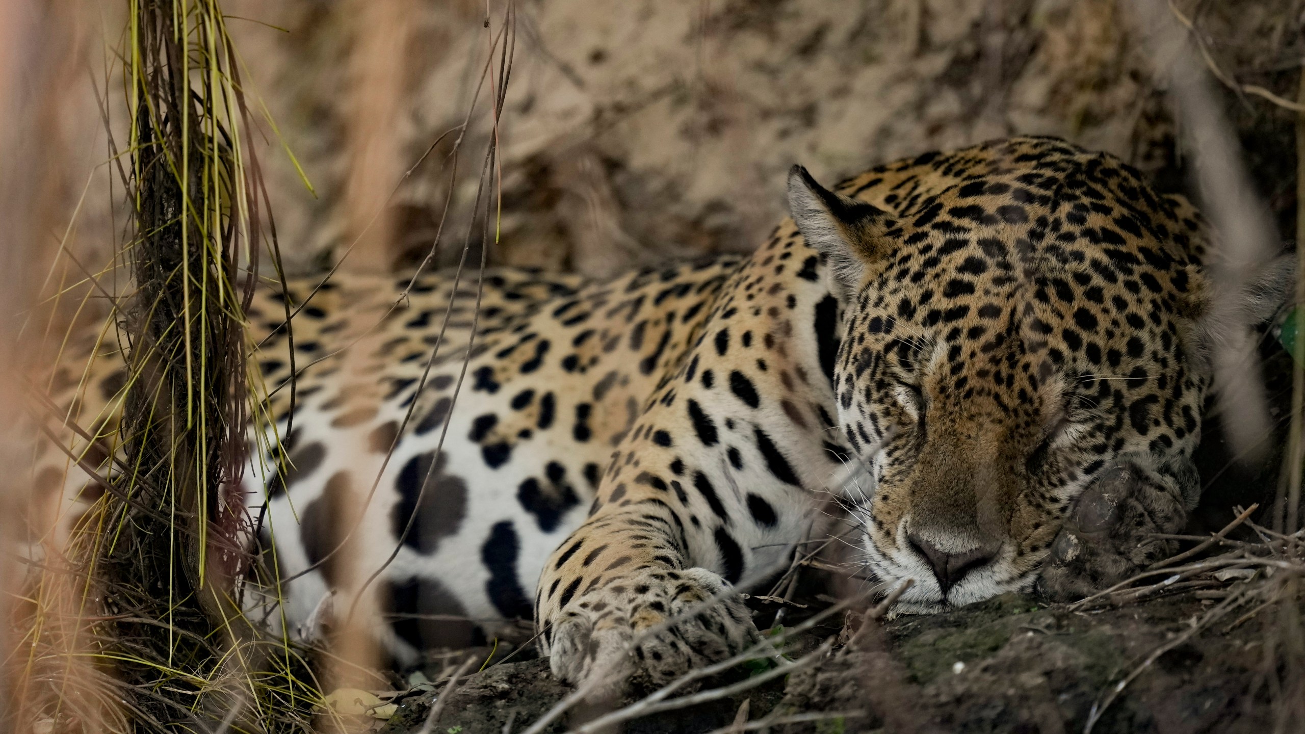 A jaguar rests in an area recently scorched by wildfires at the Encontro das Aguas park in the Pantanal wetlands near Pocone, Mato Grosso state Brazil, Friday, Nov. 17, 2023. Amid the high heat, wildfires are burning widely in the Pantanal biome, the world's biggest tropical wetlands. (AP Photo/Andre Penner)