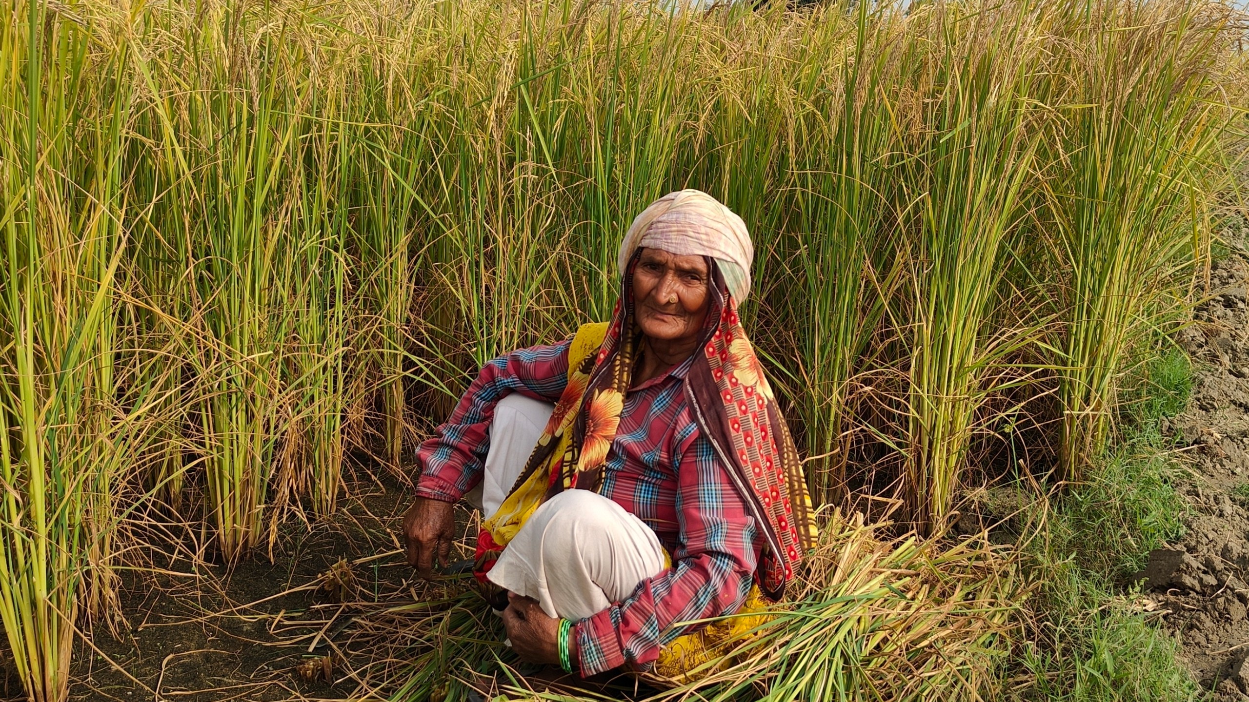 Mamta Kumari, a farm worker, takes a brief break between harvesting wheat on a farm in Nanu village in Uttar Pradesh state, India, on Oct. 17, 2023. As the annual U.N.-led climate summit known as COP is set to convene later this month in Abu Dhabi, experts are urging policymakers to respond to climate change’s disproportionate impact on women and girls, especially where poverty makes them more vulnerable. (Uzmi Athar/Press Trust of India via AP)