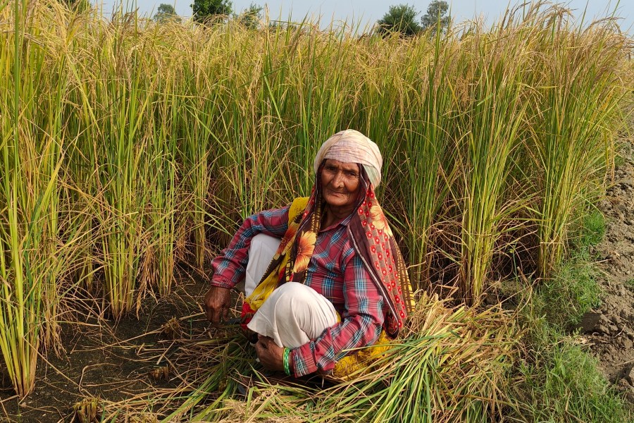 Mamta Kumari, a farm worker, takes a brief break between harvesting wheat on a farm in Nanu village in Uttar Pradesh state, India, on Oct. 17, 2023. As the annual U.N.-led climate summit known as COP is set to convene later this month in Abu Dhabi, experts are urging policymakers to respond to climate change’s disproportionate impact on women and girls, especially where poverty makes them more vulnerable. (Uzmi Athar/Press Trust of India via AP)