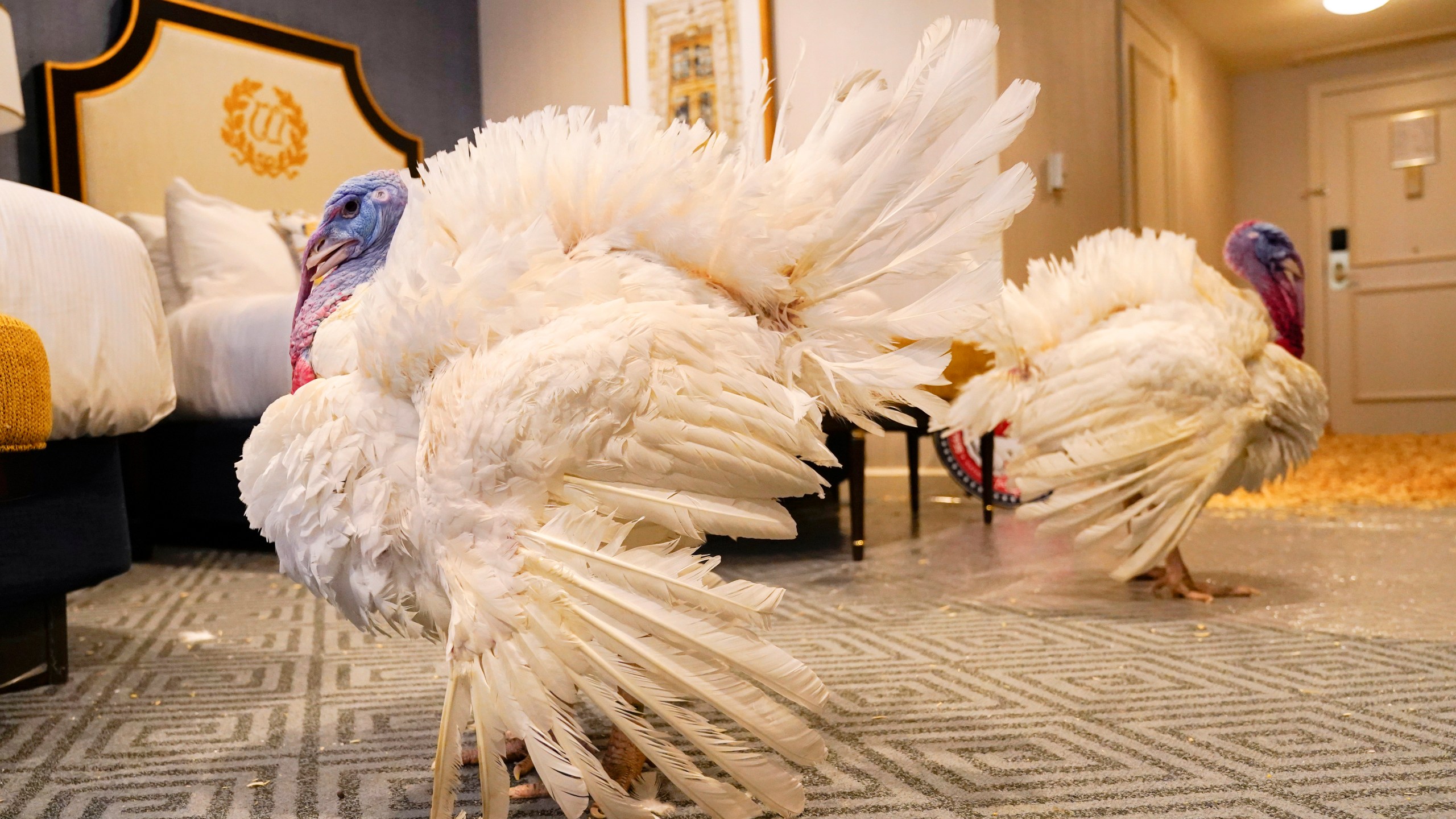 Two turkeys, named Liberty and Bell, who will attend the annual presidential pardon at the White House ahead of Thanksgiving, enjoy their hotel room, Sunday, Nov. 19, 2023, at the Willard InterContinental Hotel in Washington. (AP Photo/Jacquelyn Martin)