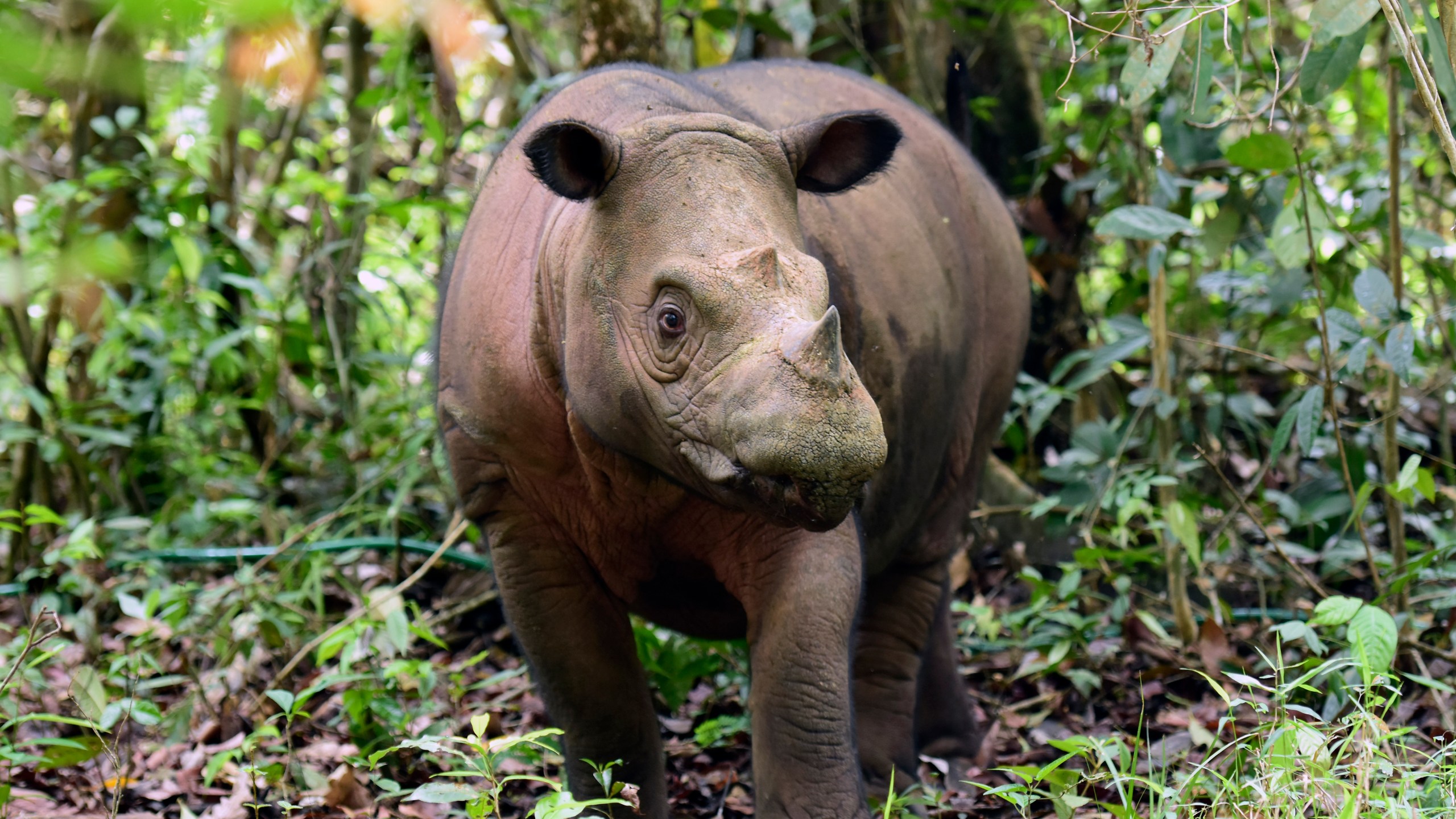 In this undated photo released by Indonesian Ministry of Environment and Forestry, a female Sumatran rhino named Delilah is seen after giving birth to a calf at Way Kambas National Park, Indonesia. The critically endangered Sumatran rhino was born on Sumatra Island Saturday, Nov. 25, 2023, the second Sumatran rhino born in the country this year and a welcome addition to a species that currently numbers fewer than 50 animals. (Indonesian Ministry of Environment and Forestry via AP)