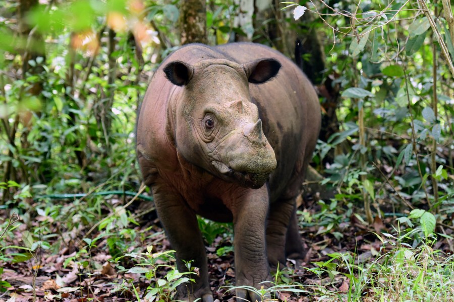 In this undated photo released by Indonesian Ministry of Environment and Forestry, a female Sumatran rhino named Delilah is seen after giving birth to a calf at Way Kambas National Park, Indonesia. The critically endangered Sumatran rhino was born on Sumatra Island Saturday, Nov. 25, 2023, the second Sumatran rhino born in the country this year and a welcome addition to a species that currently numbers fewer than 50 animals. (Indonesian Ministry of Environment and Forestry via AP)