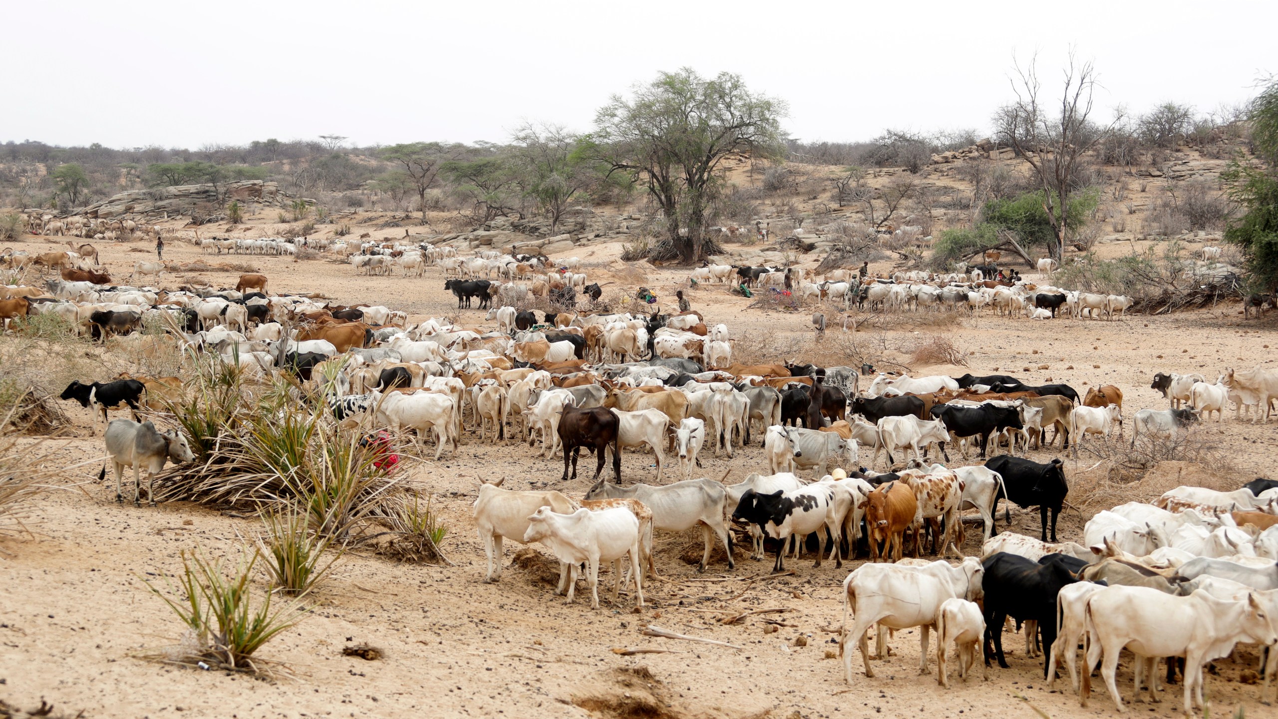 FILE - Cattle roam in Samburu County, Kenya, on Saturday, Oct. 15, 2022. Five countries in East and southern Africa are in the midst of outbreaks of the anthrax disease, with more than 1,100 suspected cases and 20 deaths this year, the World Health Organization said Monday, Dec. 11, 2023. Anthrax usually affects livestock like cattle, sheep and goats as well as wild herbivores. Humans can be infected if they are exposed to the animals or contaminated animal products. (AP Photo/Brian Inganga, File)