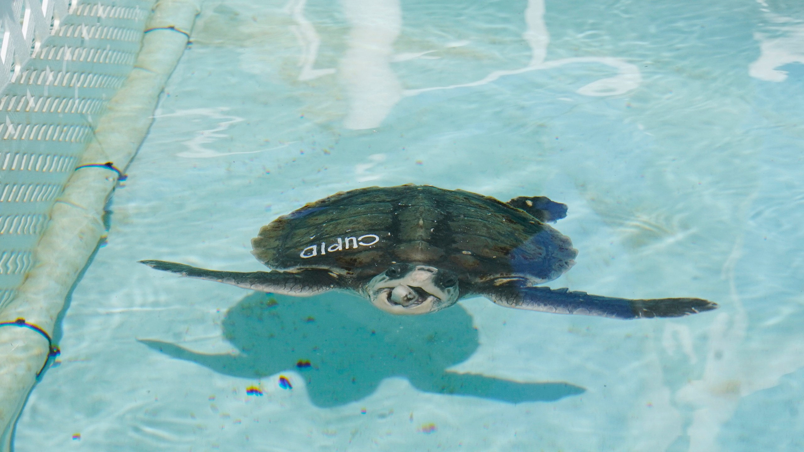 "Cupid," a Kemp's Ridley sea turtle, eats a piece of fish at the Loggerhead Marinelife Center, Tuesday, Dec. 12, 2023, in Juno Beach, Fla. Cupid was among 52 sea turtles flown to Tampa from the New England Aquarium in Mass. They were found suffering from a condition known as cold stun, which make them hypothermic. Thirteen are at the center until they are well enough to be released back into the ocean. (AP Photo/Marta Lavandier)