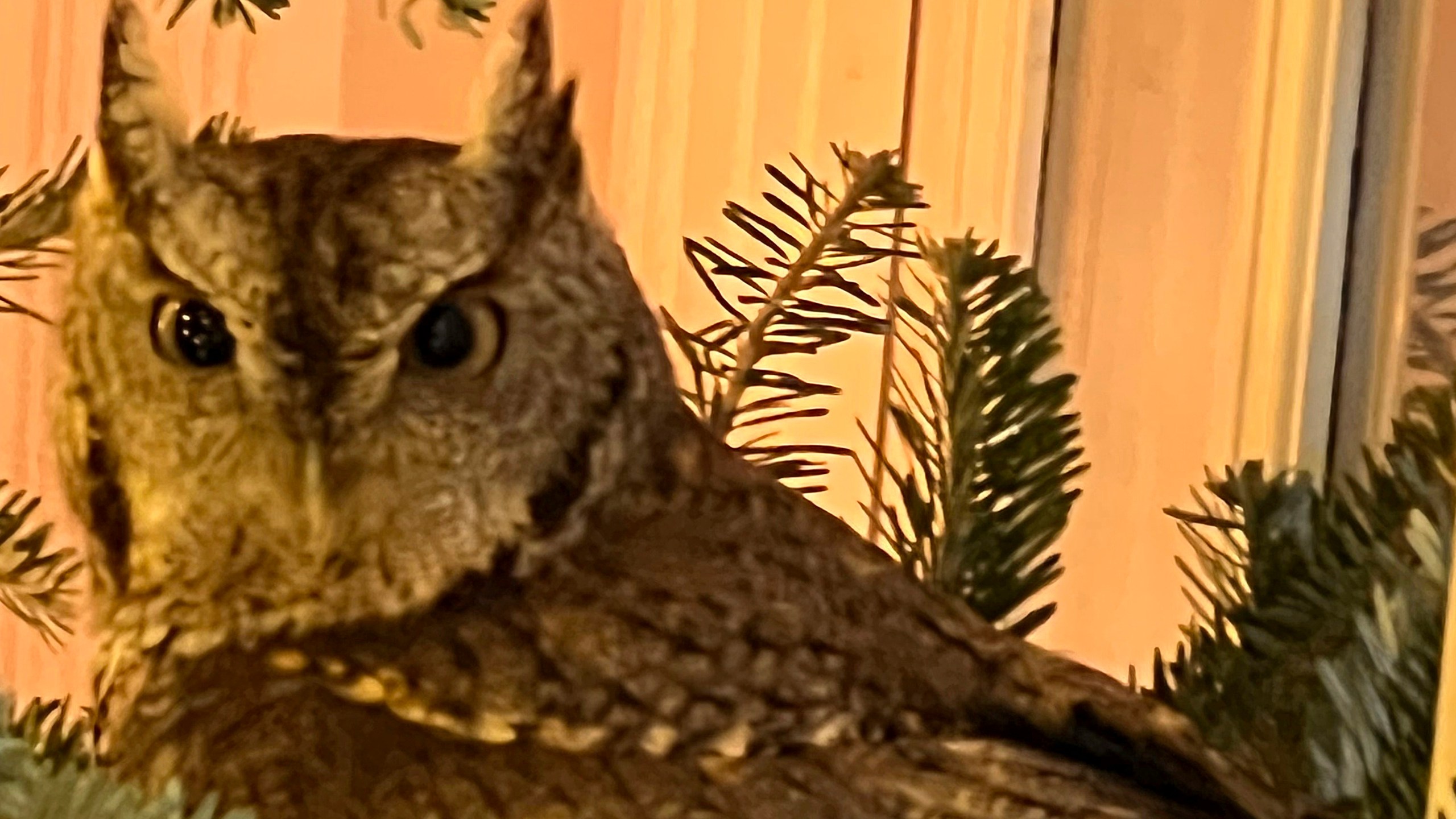 A baby owl is found sitting in a Christmas tree in Lexington, Kentucky, on Nov. 27, 2023. The bird was safely released into the family's backyard. (Bobby Hayes via AP)