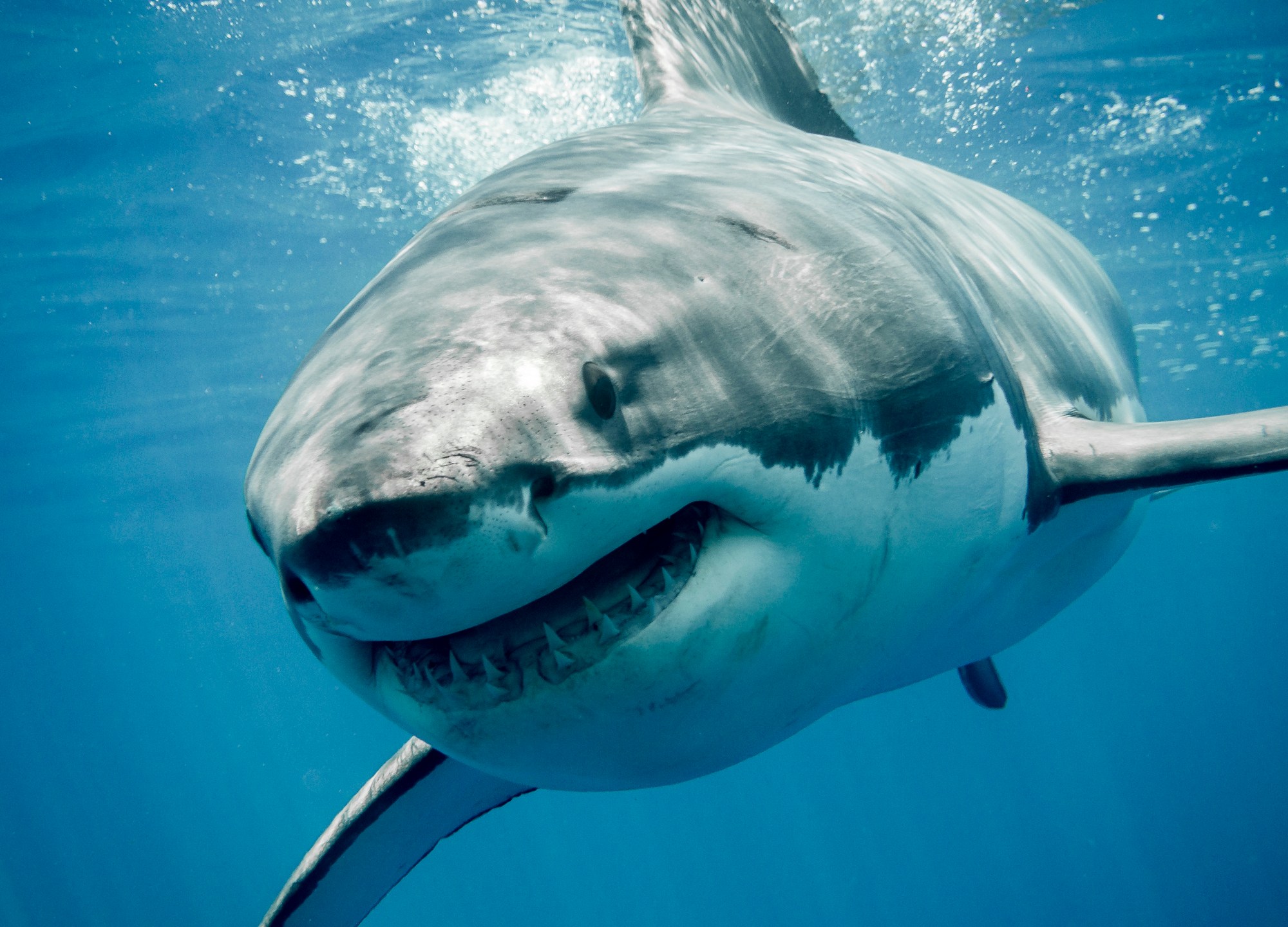 A great white shark seen swimming in the ocean.