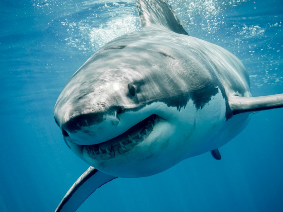 A great white shark seen swimming in the ocean.