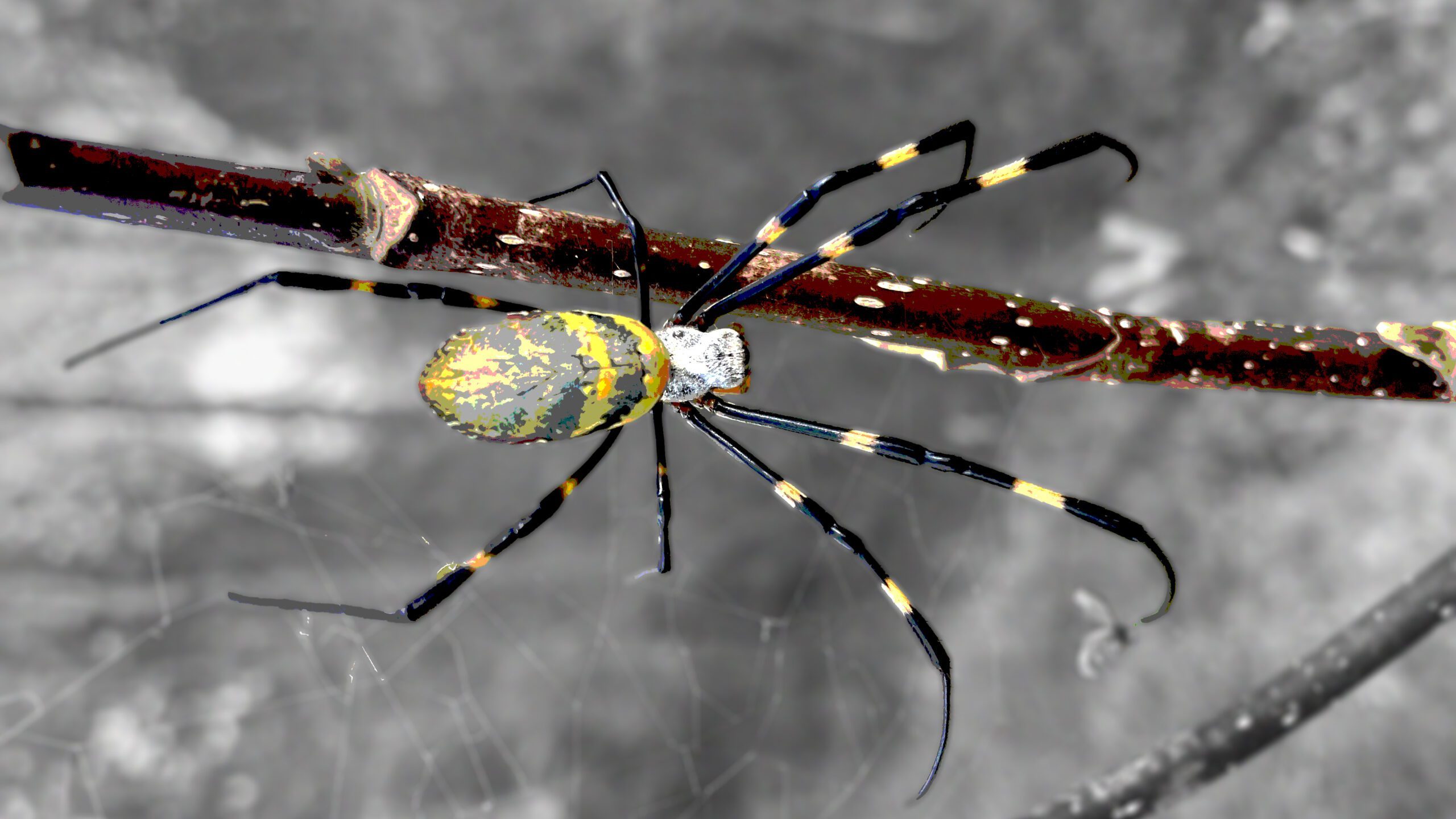 The Joro spider is shown. (Provided by Clemson University)