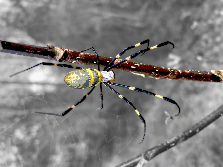 The Joro spider is shown. (Provided by Clemson University)