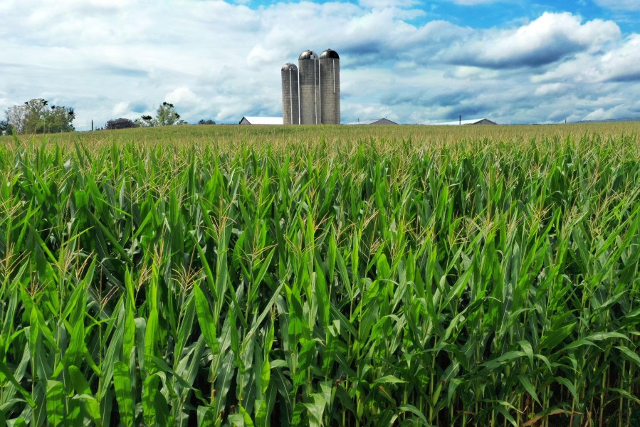 A field of corn is shown in Mill Hill, Pa., on Aug. 29, 2023. On Friday, the Labor Department releases producer prices data for December. (AP Photo/Gene J. Puskar