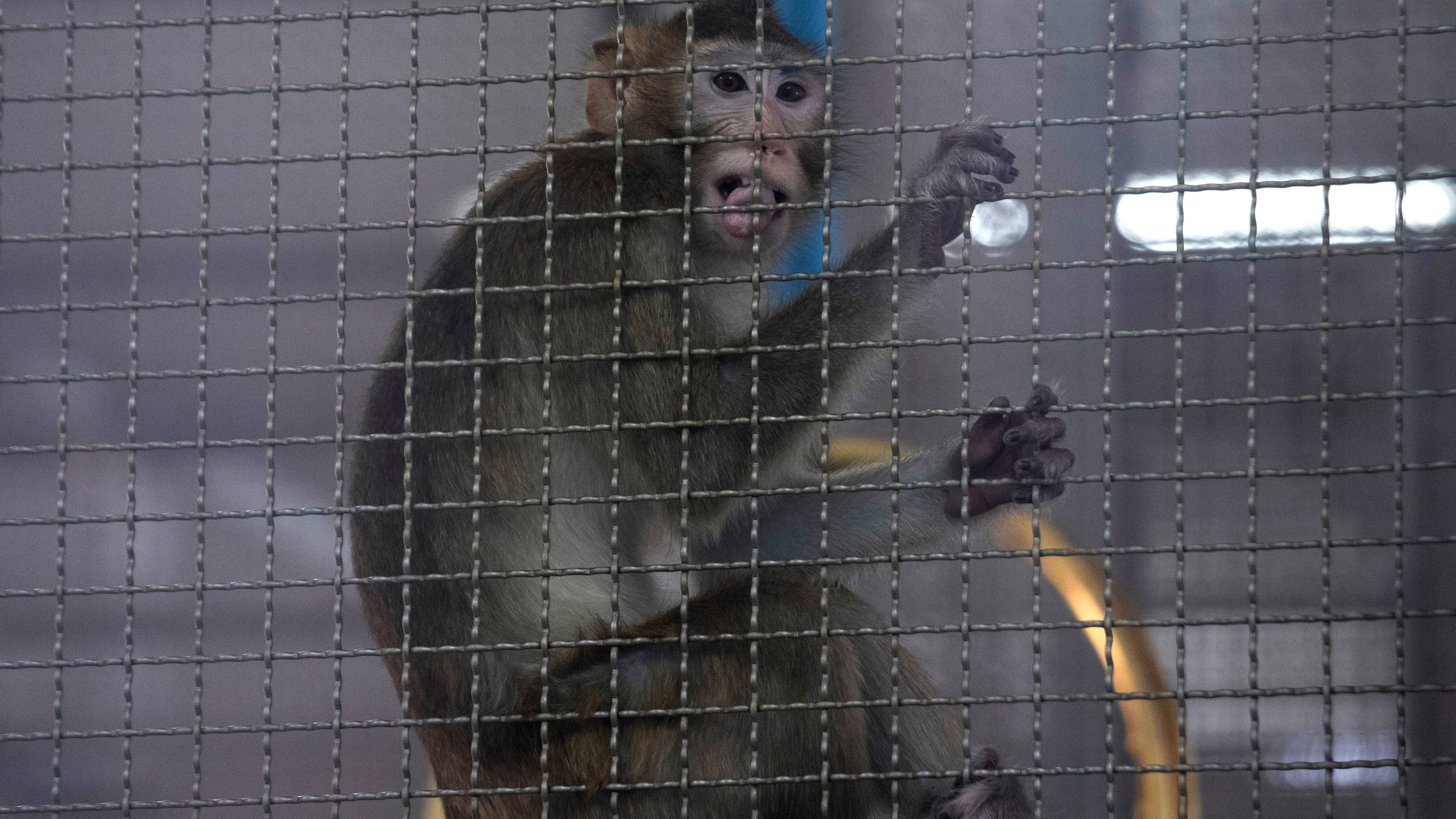 FILE - A long-tailed macaque kept for use in clinical research sits in a cage, May 23, 2020, in Saraburi Province, north of Bangkok. Some residents and an animal rights group on Tuesday, Jan. 16, 2024, protested plans to build a $400 million facility in the southwest Georgia town of Bainbridge to breed long-tailed macaques for medical research. (AP Photo/Sakchai Lalit, File)