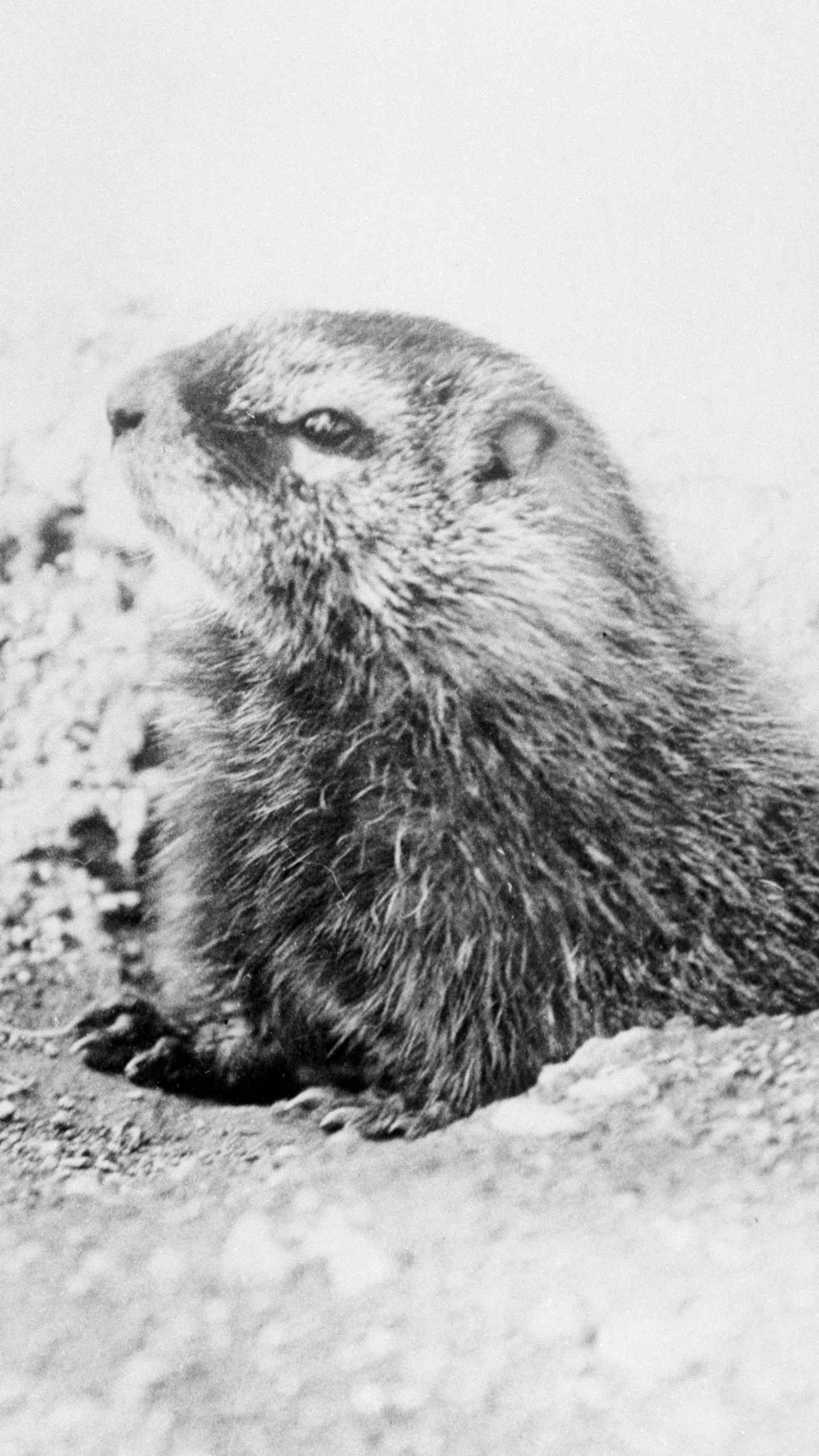 FILE - A groundhog is seen in Wyoming's Yellowstone National Park in 1932. The arrival of annual Groundhog Day celebrations Friday, Feb. 2, 2024, will draw thousands of people to see celebrity woodchuck Phil at Gobbler's Knob in Punxsutawney, Pa. — an event that exploded in popularity after the 1993 Bill Murray movie. (AP Photo, File)