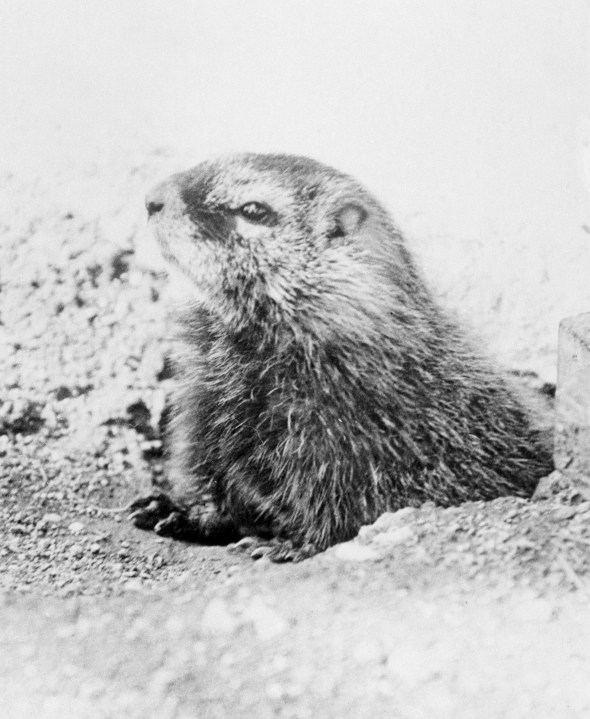 FILE - A groundhog is seen in Wyoming's Yellowstone National Park in 1932. The arrival of annual Groundhog Day celebrations Friday, Feb. 2, 2024, will draw thousands of people to see celebrity woodchuck Phil at Gobbler's Knob in Punxsutawney, Pa. — an event that exploded in popularity after the 1993 Bill Murray movie. (AP Photo, File)