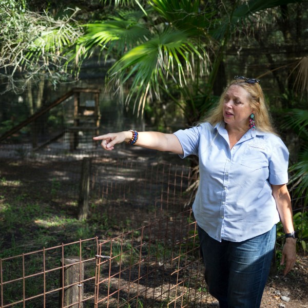 FILE - In this July 20, 2017, file photo, Carole Baskin, founder of Big Cat Rescue, walks the property near Tampa, Fla. Baskin, who became a pop culture sensation due to Netflix’s docuseries “Tiger King,” has asked the Florida Supreme Court to review an appellate court's ruling that said she isn't protected from a defamation lawsuit brought by a former assistant. (Loren Elliott/Tampa Bay Times via AP, File)