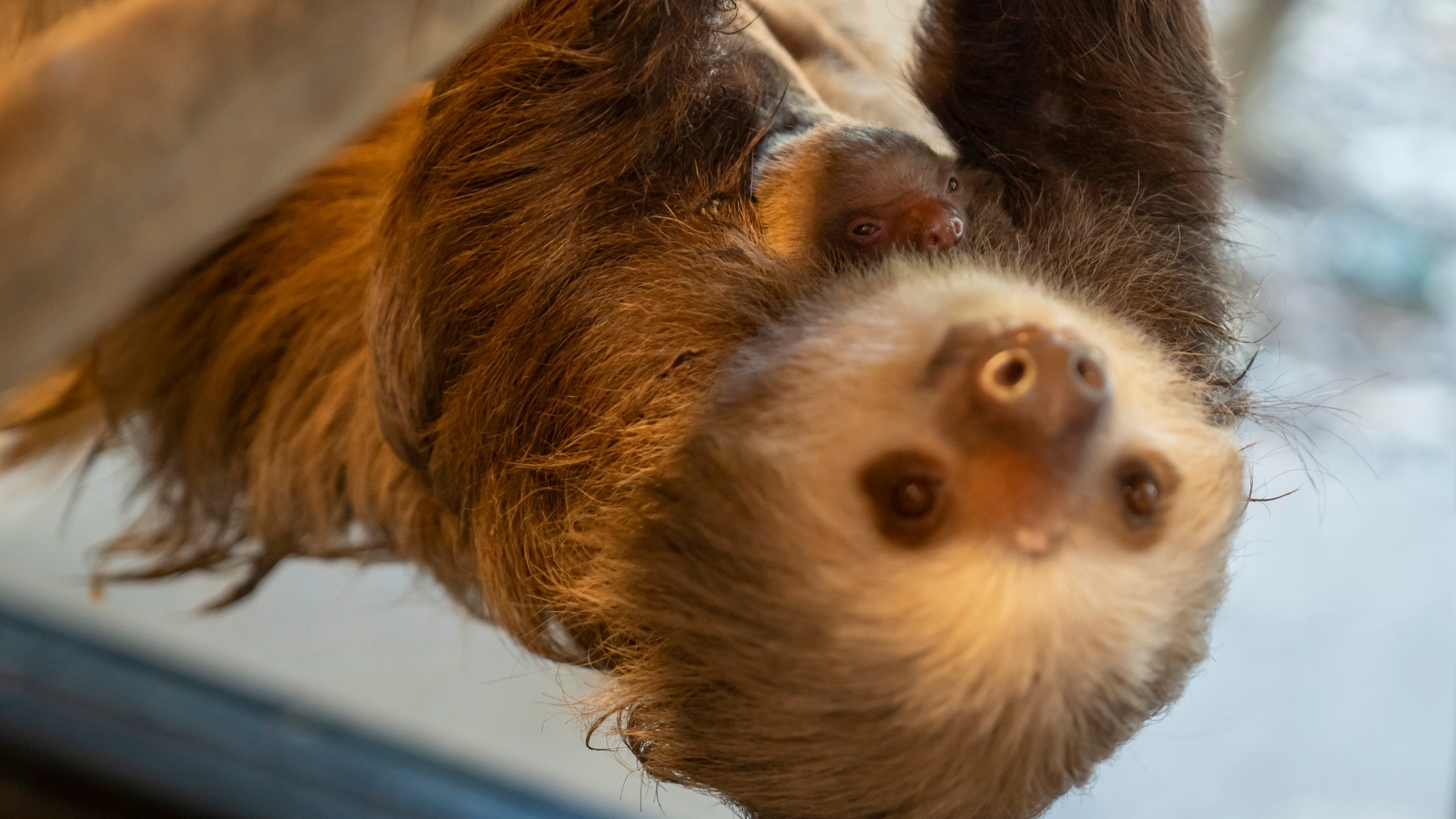 A baby sloth is seen with its mother at the Palm Beach Zoo Conservation Society, Tuesday, Jan. 30, 2024 in West Palm Beach, Fla. Zookeepers have been monitoring the baby sloth and its mother, Wilbur, since witnessing the birth early in the morning of Jan. 23. (Palm Beach Zoo via AP)