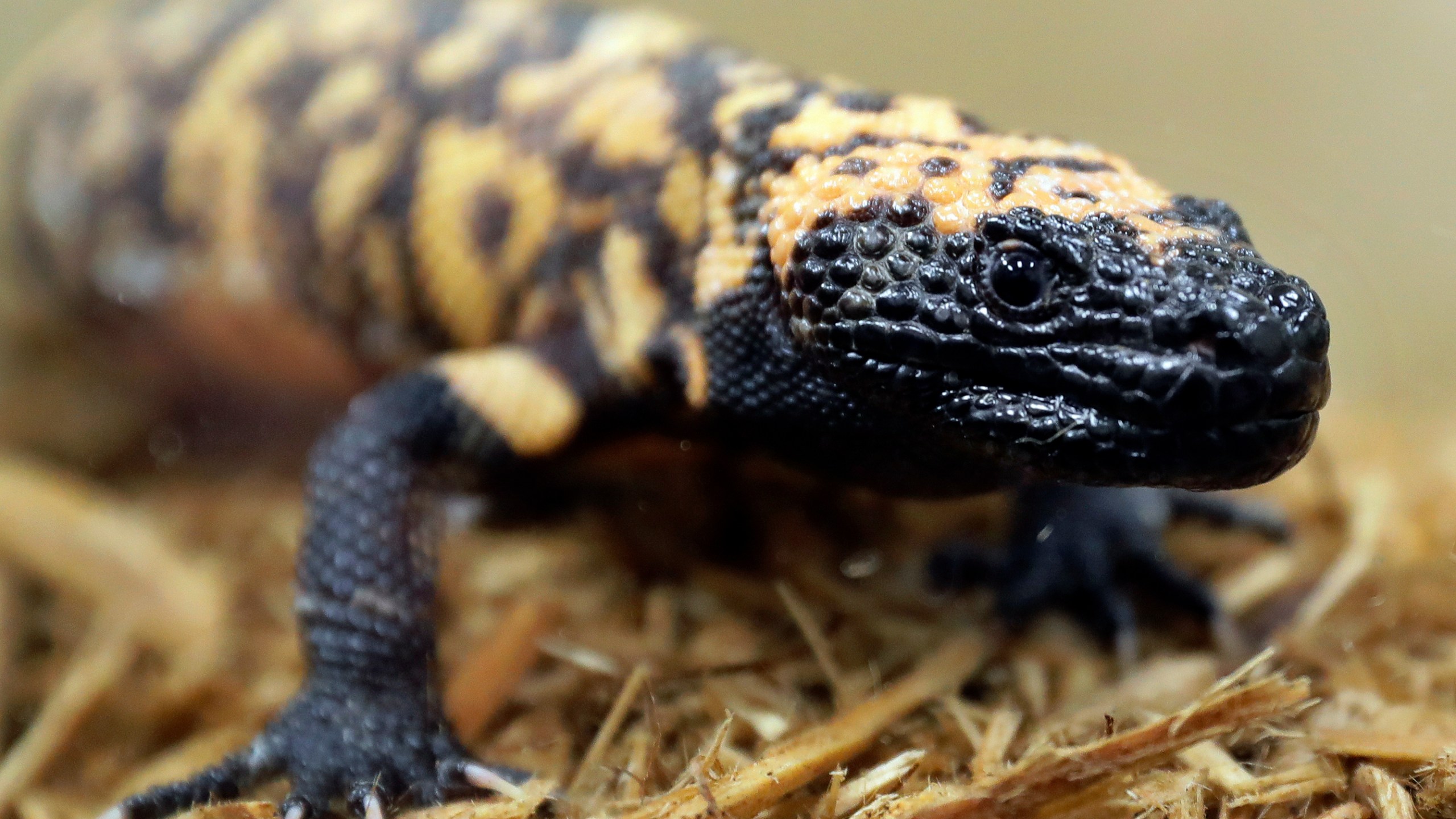 FILE - A Gila monster is displayed at the Woodland Park Zoo in Seattle, Dec. 14, 2018. A 34-year-old Colorado man has died on Friday, Feb. 16, 2024, after being bitten by his pet gila monster in a very rare occurrence. Gila monster bites are often painful to humans, but normally aren't deadly, experts say. (AP Photo/Ted S. Warren, File)