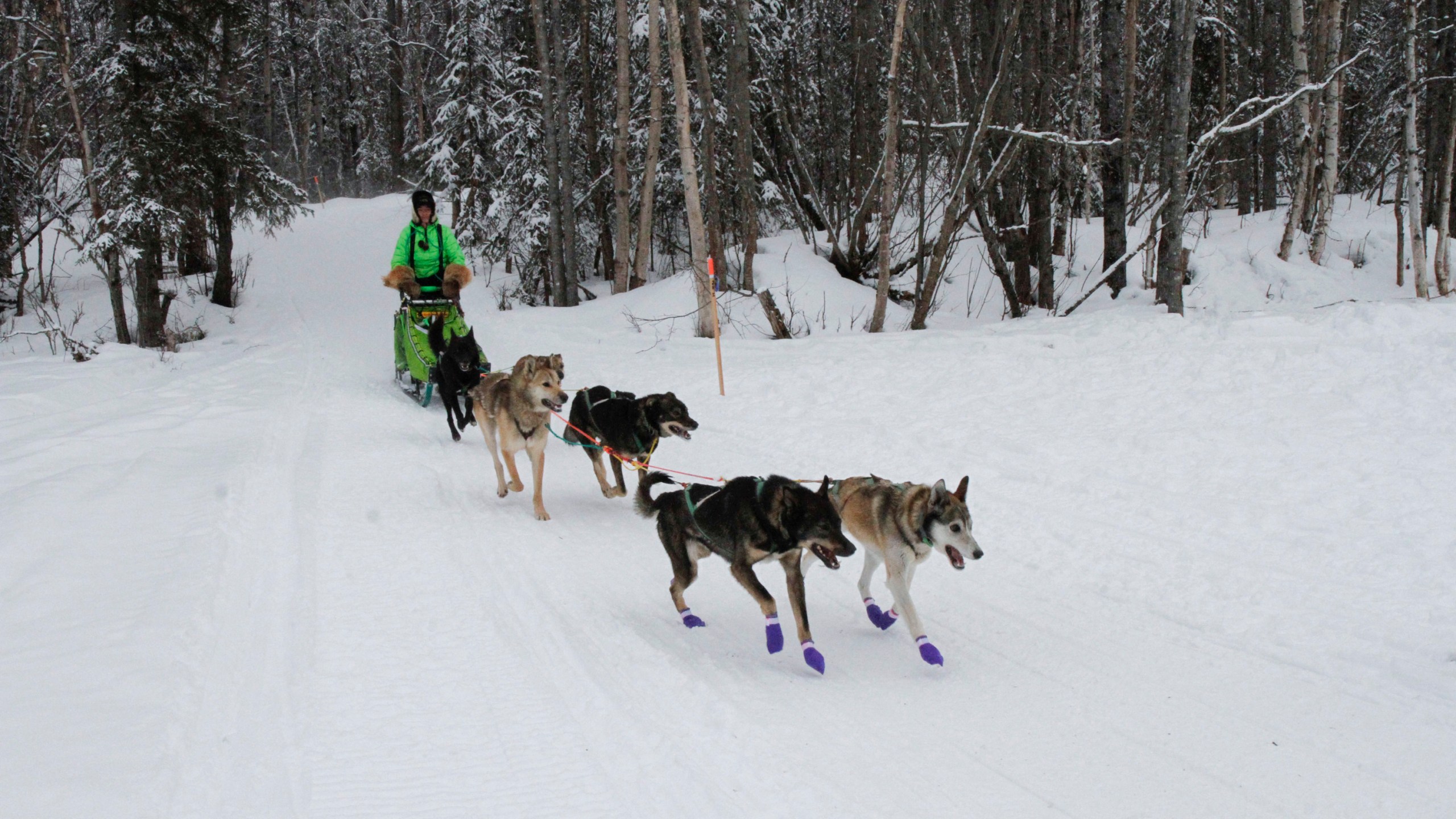 Ryan Redington, the 2023 Iditarod Trail Sled Dog champion, takes some of his dogs on a training run Monday, Feb. 26, 2024, in Knik, Alaska. Redington is one of three former champions in this year's race, which starts Saturday in Anchorage, Alaska. (AP Photo/Mark Thiessen)