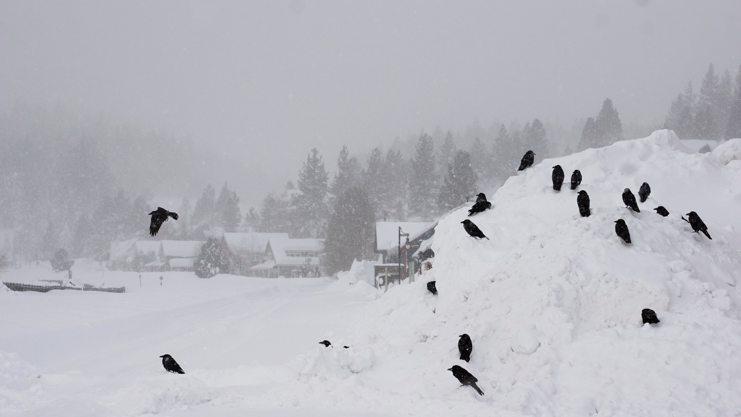 Birds gather on a mound of snow during a storm, Sunday, March 3, 2024, in Truckee, Calif. (AP Photo/Brooke Hess-Homeier)