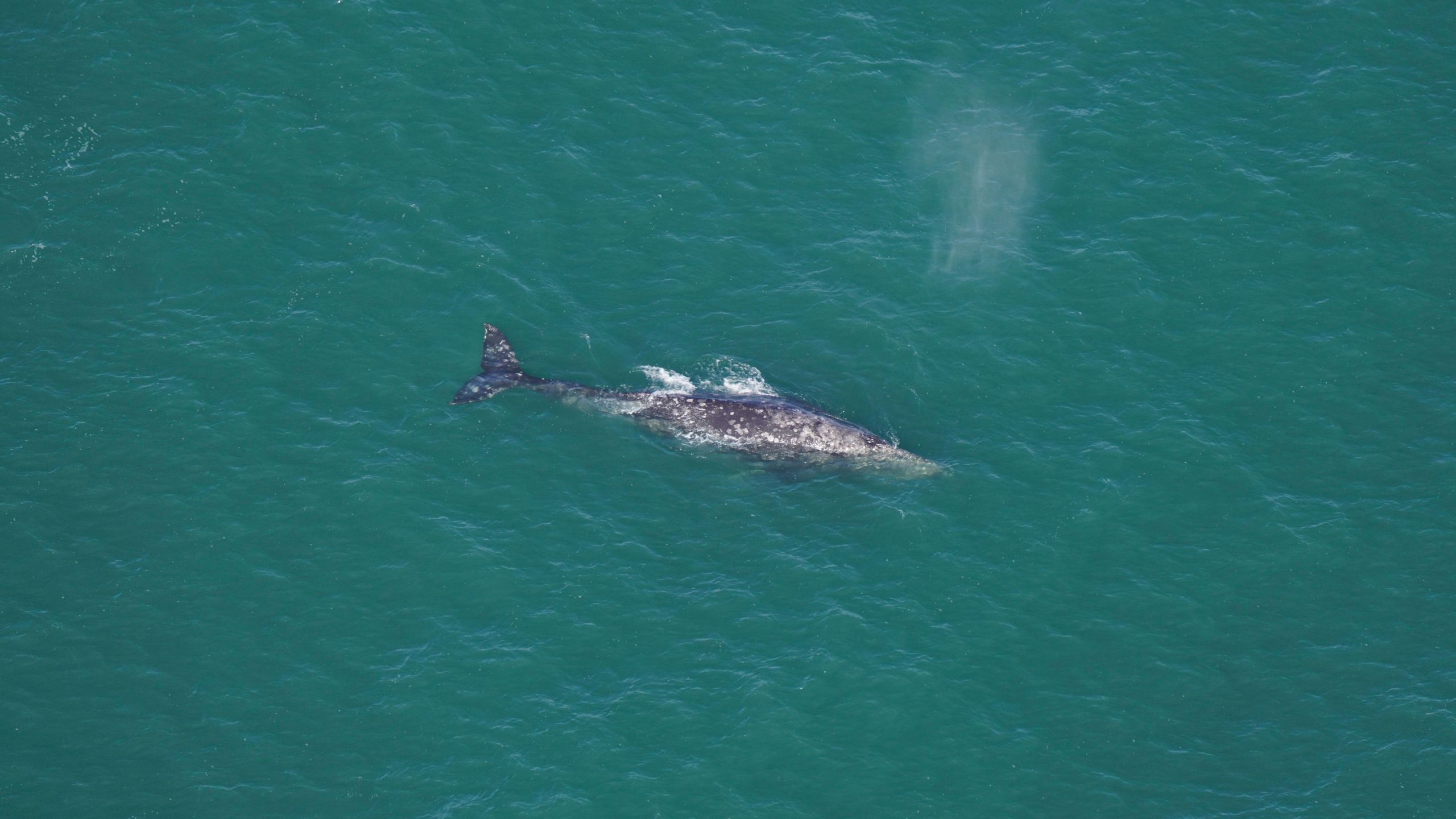 This photo by Orla O'Brien shows a gray whale south of Nantucket, Mass., on March 1, 2024. Scientists have confirmed the presence of a whale off New England that went extinct in the Atlantic Ocean two centuries ago. They say it's an exciting discovery, but one that illustrates the impact of climate change on sea life. (Orla O'Brien/New England Aquarium via AP)