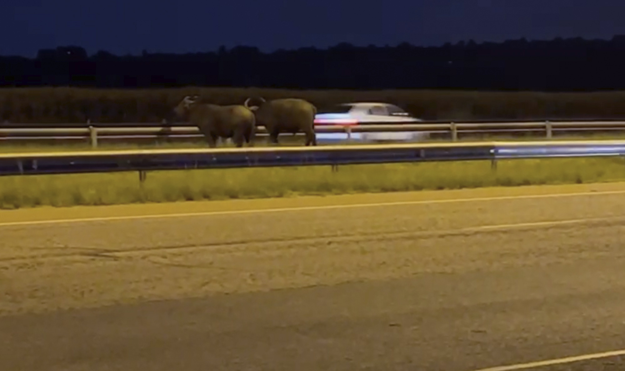 In this grab taken from video provided by Crystal Park Community Police Forum, two buffaloes walk on the R21 highway in Johannesburg, South Africa, Saturday, March 2, 2024. Two buffaloes were spotted walking down the middle of a major highway Saturday on the outskirts of the country's biggest city, Johannesburg. Some startled motorists took pictures and videos on their phones. A search team has now located the buffaloes and is preparing to capture and relocate them to a game farm. (Crystal Park Community Police Forum via AP)