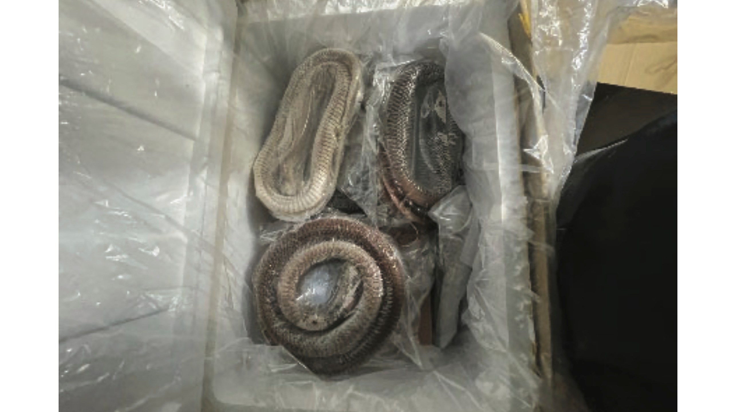 This November 2022 photo provided by the United States Attorney's office, shows packaged snake meat that was found in an illegal shipment in New York of duck and goose intestines from China. Six people were arrested in New York on Tuesday, March 5, 2024 on charges of illegally importing goose and duck intestines from China, in some cases by hiding them under packaged rattlesnakes or mislabeling them as pet grooming products on customs forms, federal officials announced.(US Attorney's Office, EDNY via AP)