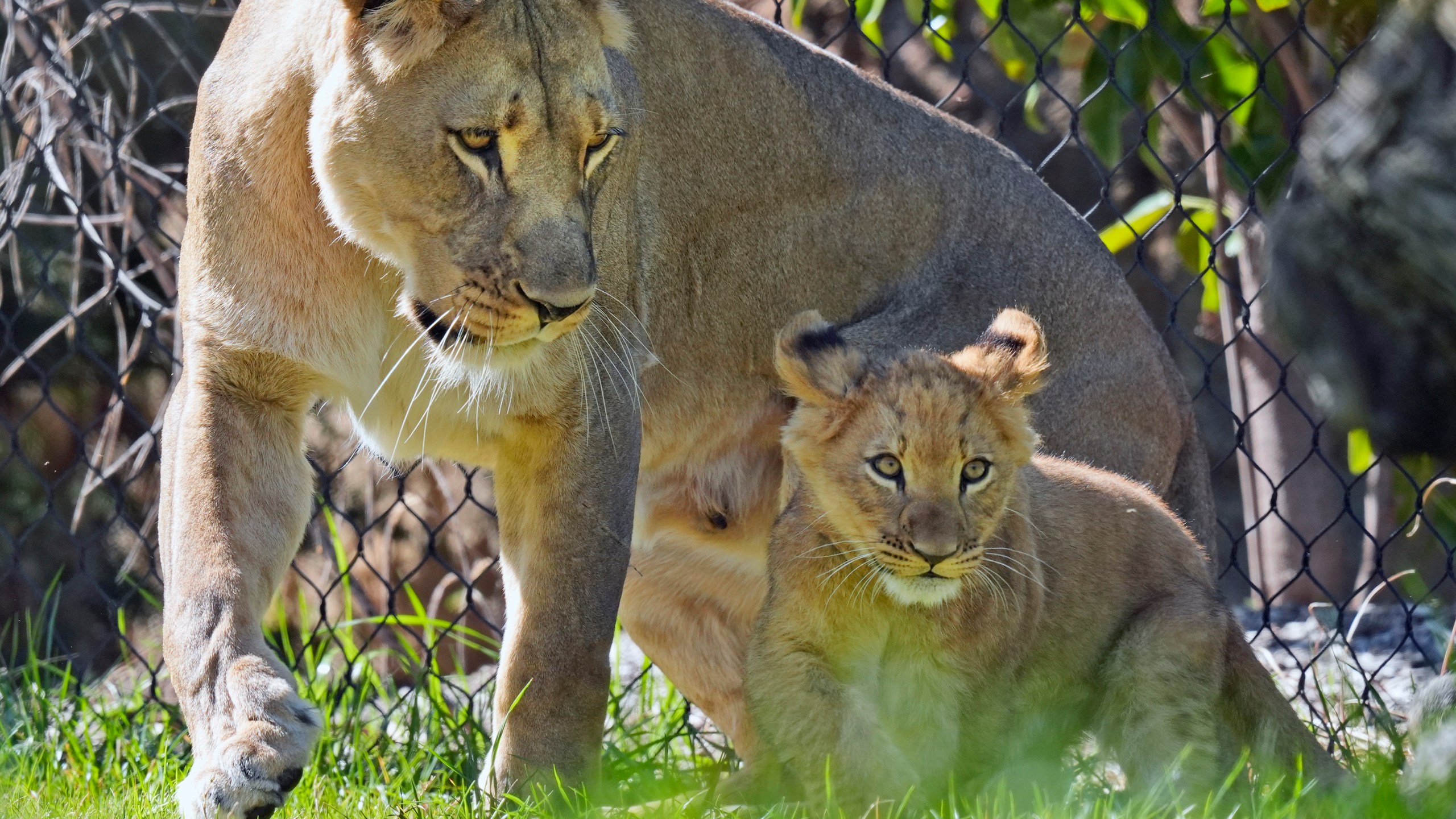 A lioness and cub move in their enclosure at the Fort Worth Zoo in Fort Worth, Texas, Friday, Feb. 23, 2024. (AP Photo/LM Otero)